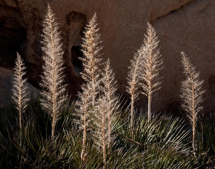 Nolina parryi 1213b.jpg - Copyright 2010 DonJacobson